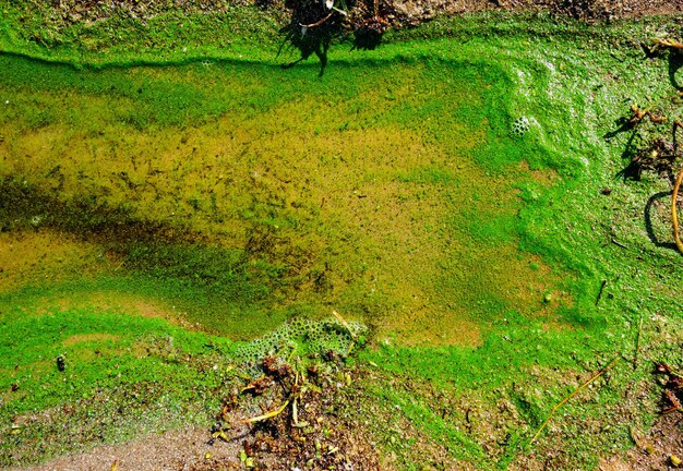 Acqua contaminata da alghe verdi morte