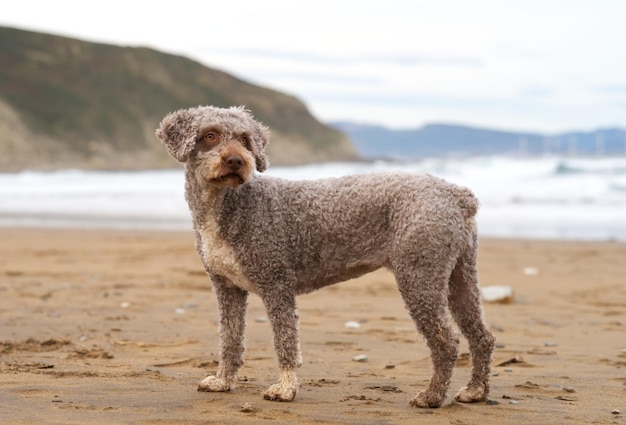 Acqua del cane spagnolo sulla spiaggia che guarda lontano