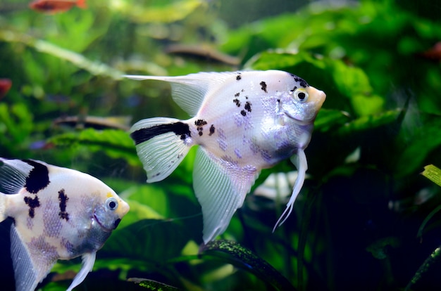 Acqua dolce luminosa con pesci pterophyllum in acquario