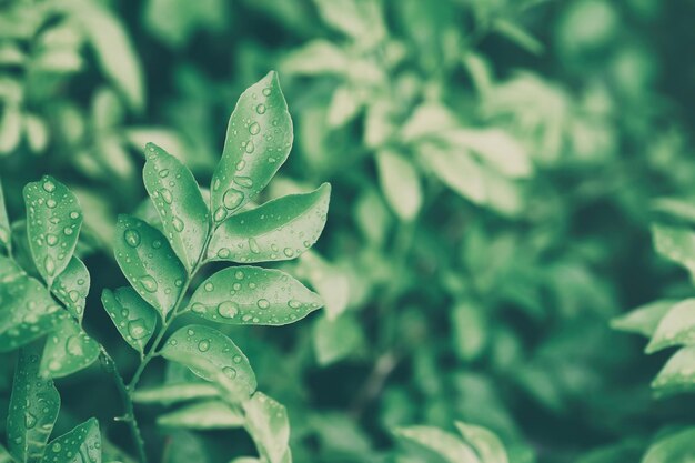 Acqua dtops su sfondo naturale foglia verde