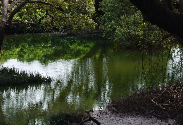 acqua e albero