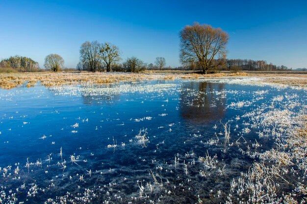 Acqua ghiacciata sugli alberi del prato e il cielo blu