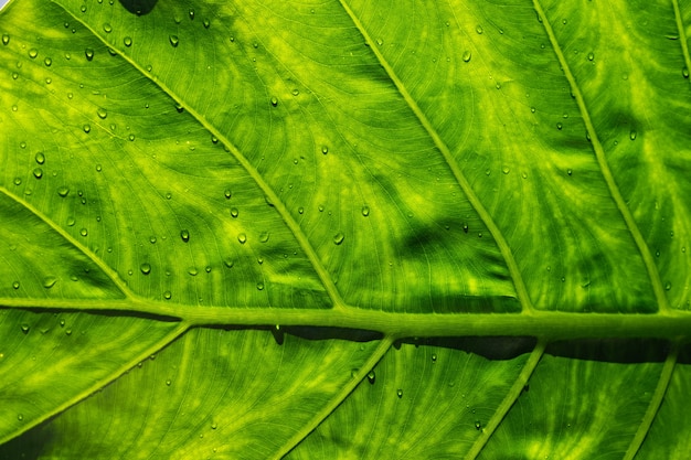 Acqua in congedo sfondo, foglia verde natura