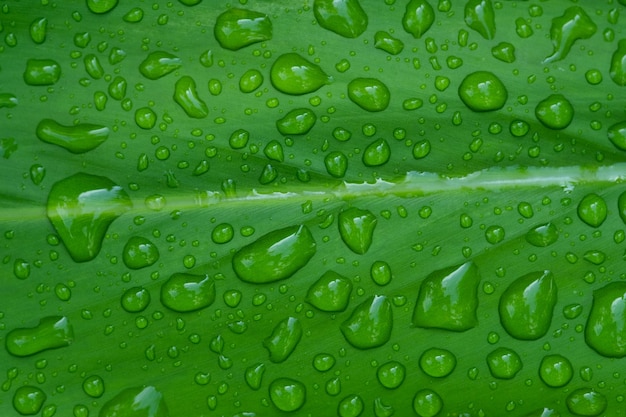 Acqua in congedo sfondo, foglia verde natura