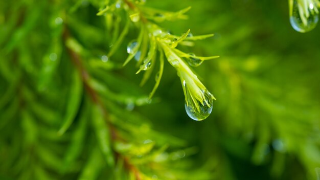 Acqua in congedo sfondo, foglia verde natura