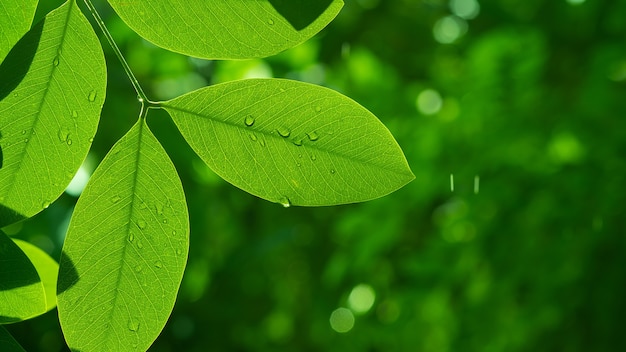 Acqua in congedo sfondo, foglia verde natura