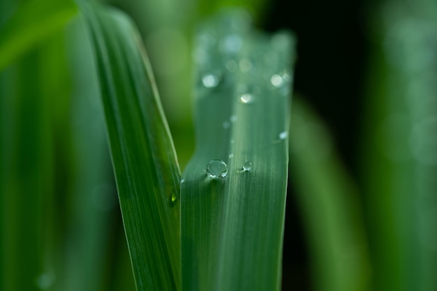 Acqua in congedo Sfondo Verde foglia natura