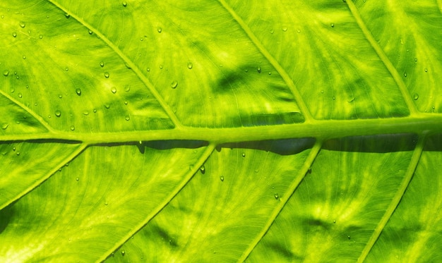 Acqua in congedo Sfondo Verde foglia natura