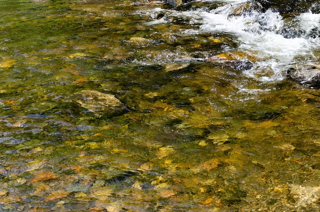 Acqua limpida in un ruscello fresco Attraverso l'acqua puoi vedere il fondo del ruscello