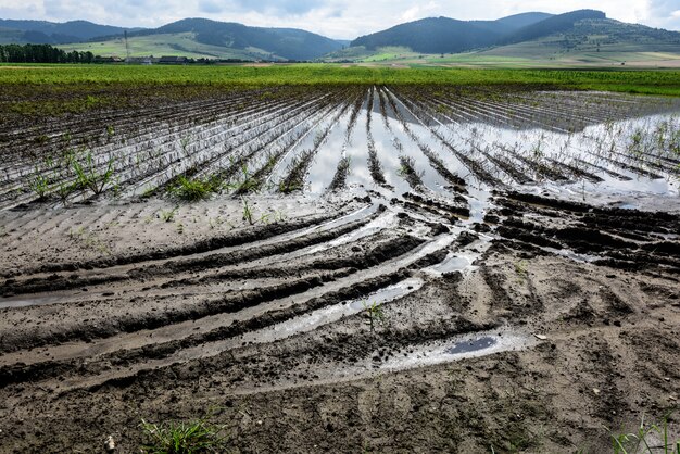 Acqua nel mezzo di colture agricole allagate