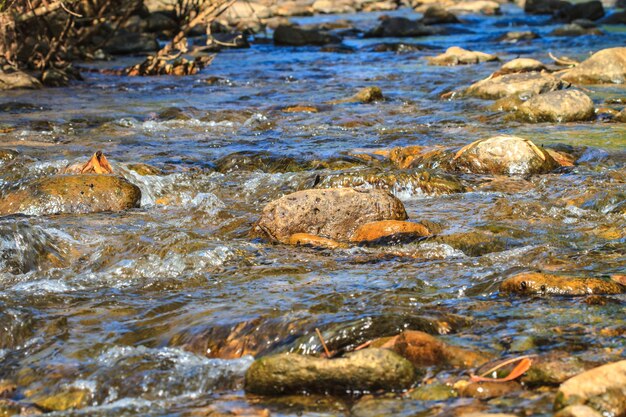 Acqua nella foresta profonda del torrente