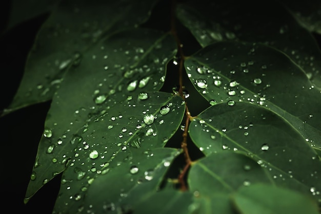 Acqua piovana su foglia verde Belle gocce e texture foglia in natura