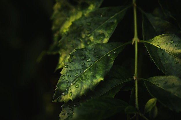 Acqua piovana su foglia verde macroBelle gocce e struttura fogliare in natura