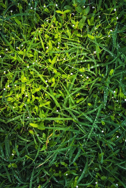 Acqua piovana sull'erba al mattinoBelle gocce e struttura delle foglie in natura