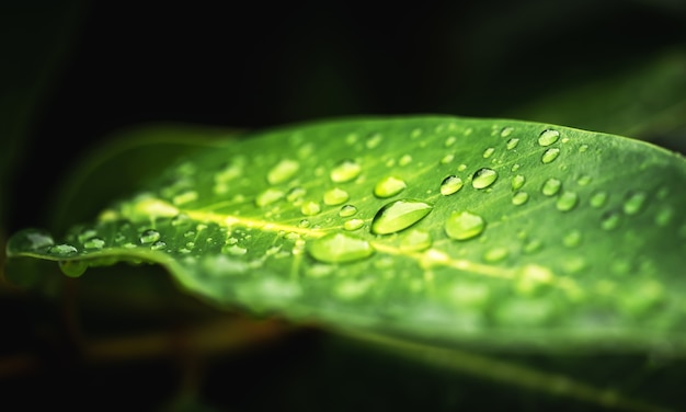 Acqua piovana sulla macro foglia verde. Belle gocce e texture foglia in natura. Sfondo naturale nella stagione delle piogge.