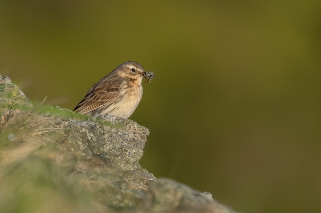 Acqua pipit seduto su una roccia