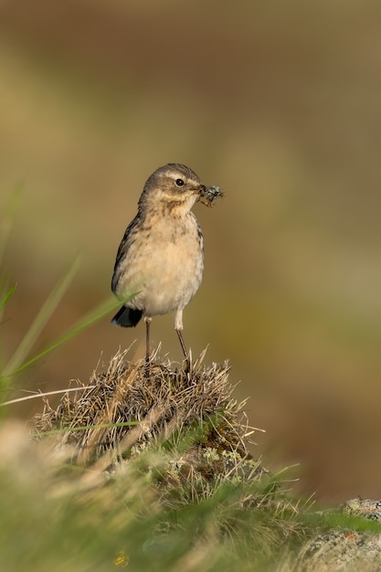 Acqua pipit seduto su una roccia