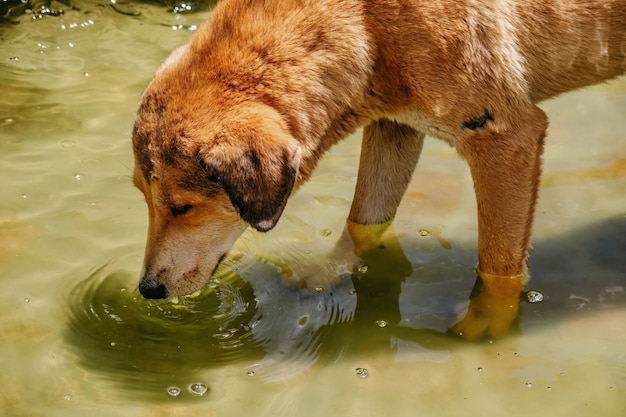 Acqua potabile abbandonata del cane da una fontana