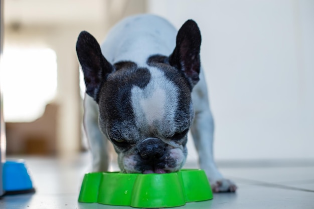 Acqua potabile del bulldog francese da una pentola verde