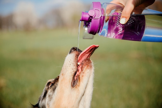 Acqua potabile del cane assetato dalla bottiglia di plastica nelle mani del proprietario