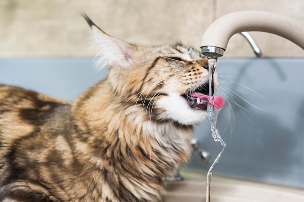 Acqua potabile del gatto del Maine Coon con la lingua dal rubinetto