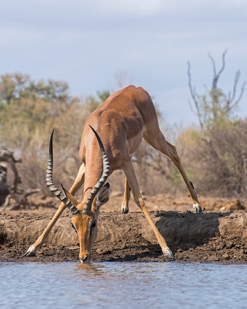 Acqua potabile Impala maschio