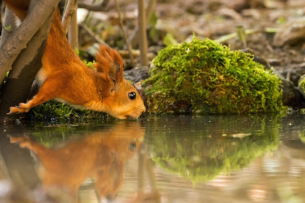 Acqua potabile scoiattolo