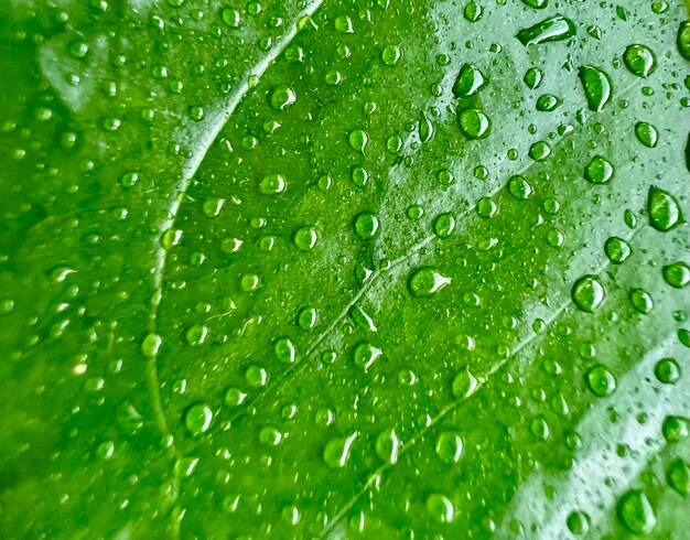 Acqua su foglia verde