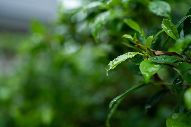 Acqua su sfondo congedo Pioggia di gocce di natura foglia verde