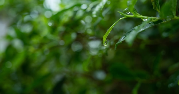Acqua su sfondo congedo Pioggia di gocce di natura foglia verde