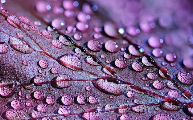 acqua su una foglia con uno sfondo viola carta da parati 4k