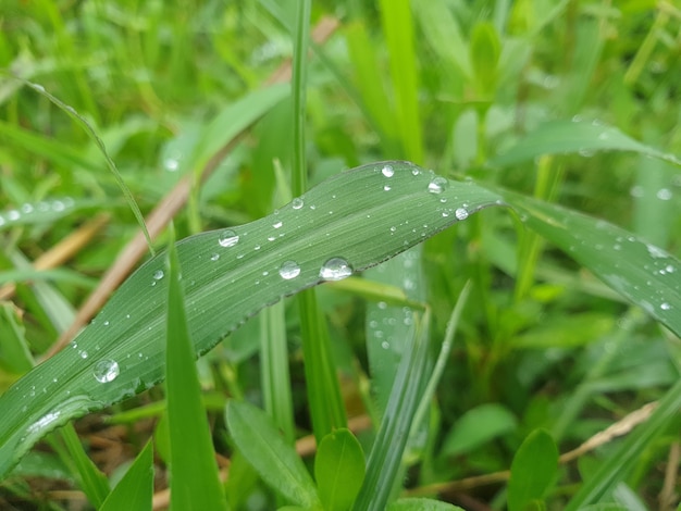 acqua sull'erba nella zona agricola