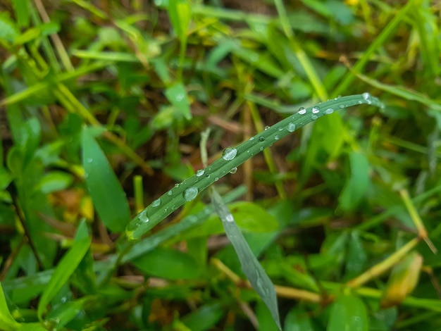 acqua sull'erba nella zona agricola