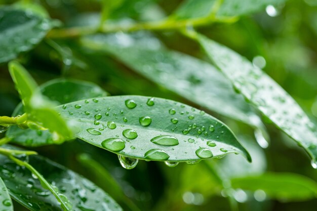 Acqua sullo sfondo delle foglie