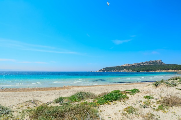 Acqua turchese e piante verdi a Capo Testa Sardegna