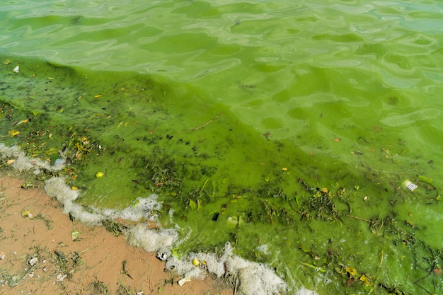 Acqua verde sporca con schiuma.