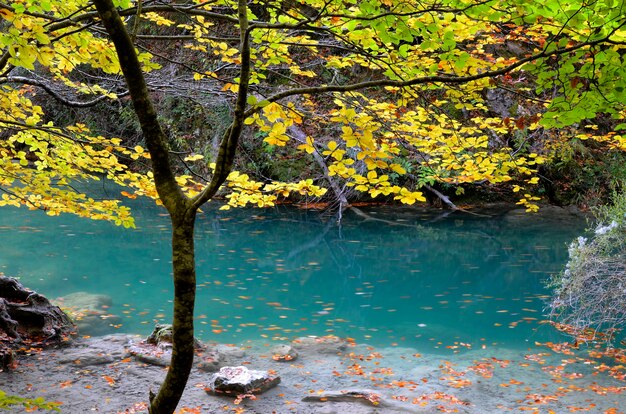 Acqua verde turchese nella Riserva Naturale del Fiume Urederra. Navarra. Spagna