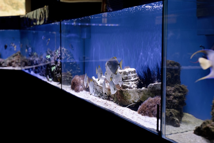 Foto acquari con pesci in oceanarium