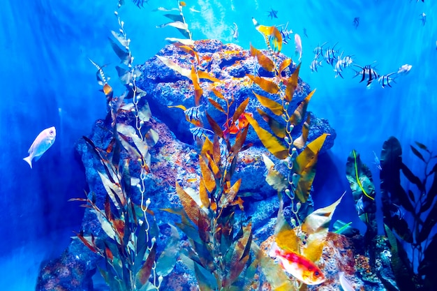 Acquario colorato