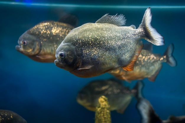 Acquario con pesci esotici con piranha