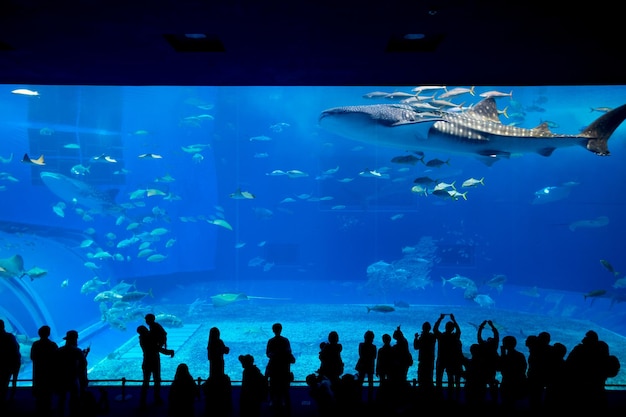 Acquario di Okinawa