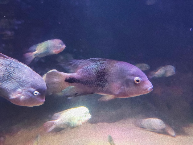 acquario sfondo pesci e meduse