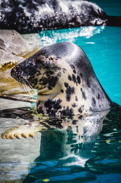 acquatico, foca che riposa al sole nell'acqua