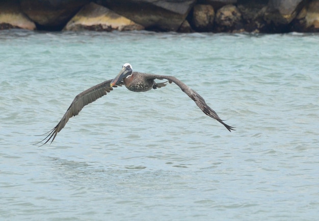 Acque tropicali con un grande pellicano che lo sorvola