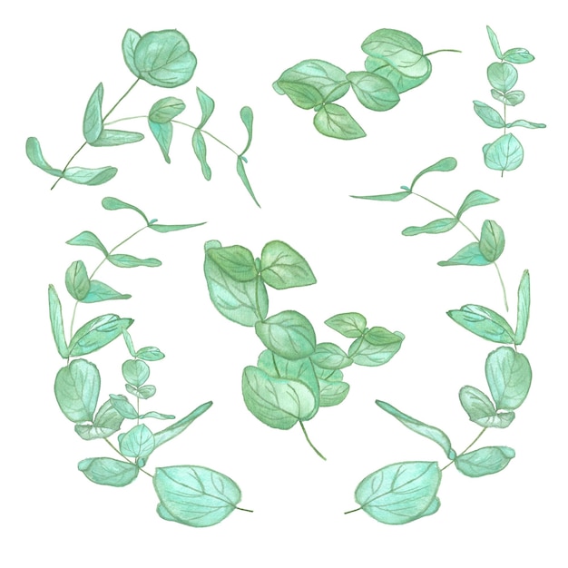 acquerelli di rami di foglie