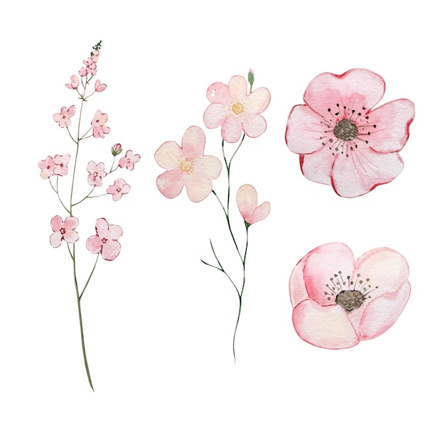 Acquerelli fiori primaverili pastello floreale per il design