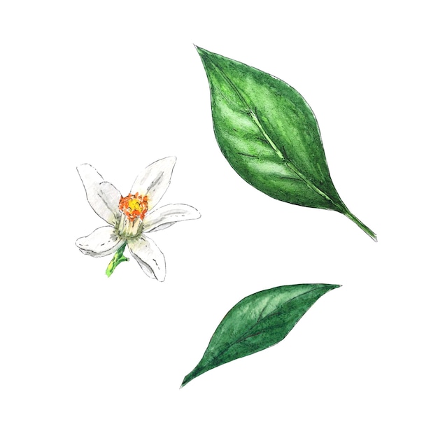 Acquerello clipart fiori e foglie di pompelmo, dipinti a mano in stile botanico per l'uso nel design