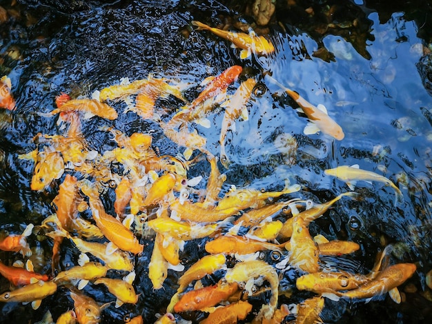 Acquerello colorato Koi fish o Fancy carpa pesce in stagno.