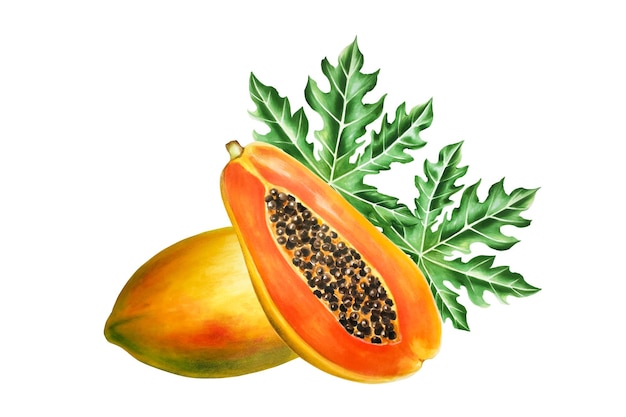 Acquerello composizione matura dolce con papaya e foglie disegnato a mano marcatore realistico gustoso