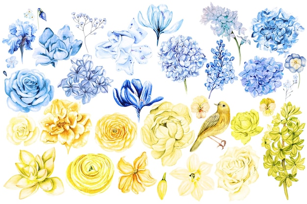 Acquerello con fiori gialli e blu Illustrazione